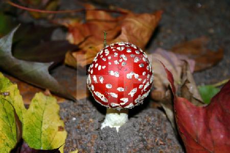 Fliegenpilz zwischen Herbstlaub;
diesen Pilz haben wir im eigenen Garten gefunden – er war der zweite.