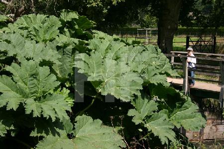 Riesenblätter im Park von "Batemans", England, 2005