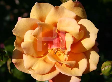 orangegelbe Rose mit Fliege