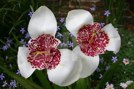 Zwei weißrote Tigridia, Pfauen- oder Tigerblume