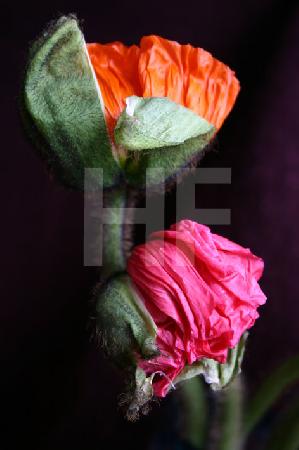 Orange und pinke Klatschmohn-Blüte