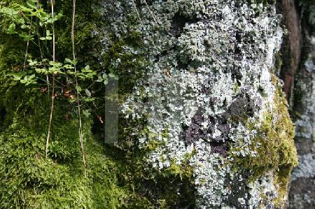 Vermooster Baum im Harz