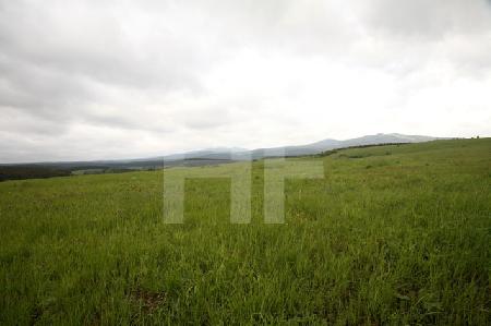 Kornfeld im Harz