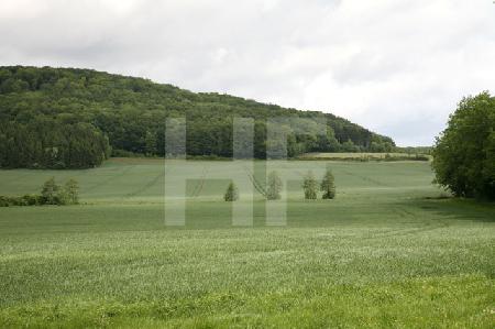 Kornfeld und Hügel im Harz