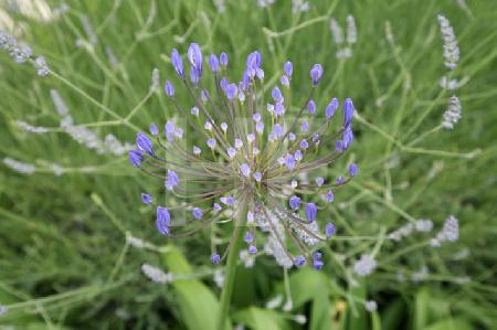 Agapanthus vor Lavendel