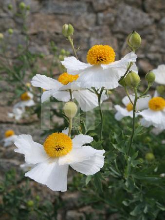 Romneya, Kalifornischer Baummohn