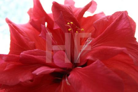 Rote Hibiskusblüte vor Fenster