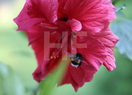 Hummel an roter Hibiskusblüte