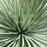 Im Kakteenhaus des botanischen Gartens in Münster (3)