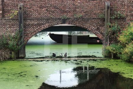 Vögel unter Brücke in Leiden, Holland