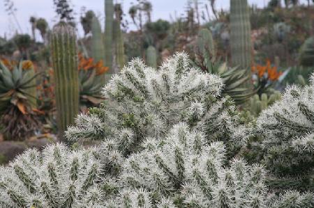 Im botanischen Garten "Botanicactus" bei Ses Salines, Mallorca (9)